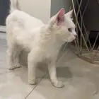 قط شيرازي ذكر 6 شهور