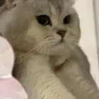 تزاوج قط نوعية فاخرة