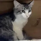 قطط تبني وليس للبيع
