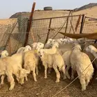 طليان حرية أنتاج مزاين الطائف