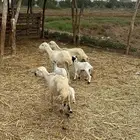 ضان مناتيج