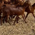 معزا دهم دبس جذعات ( تم البيع )