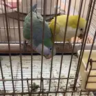 ببغاء كويكر للبيع