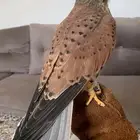 للبيع باشق