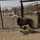 طلي ثني