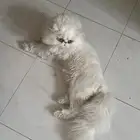 قط ذكر بيكي فيس