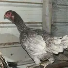 دجاجه فارسي