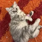 قطتين شيرازي أمريكي للتبني