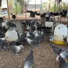 دجاج صوص