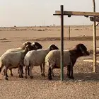 غنم نعيم مقنوي