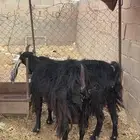 اللبيع معزا ثنتين
