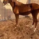 مهره للبيع أبوه عربي معه أوراق وامها عربيه العمر 8اشهور