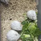 هامستر للبيع