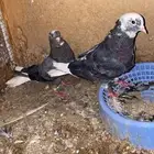 حمام قطايف
