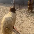 خروف نعيم بلدي