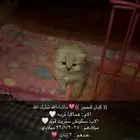 كيتن