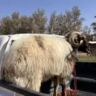 خروف فحل طيب