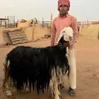 نجديه رغوث