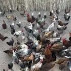 دجاج بياض