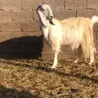 معزاء عوارض