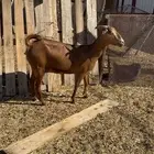 عنز عمانية للبيع
