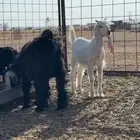 للبيع تيس وا ثلاث جفرات