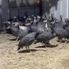 دجاج حبشي