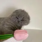 سكوتش دبل فولد