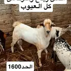 تيس و نعجه