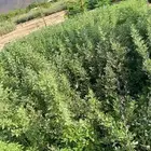 اشجار باحجام مختلفة البيع جمله فقط