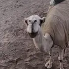 أبل