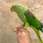ذكر درة نيبالي