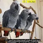 كاسكو