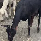ماعز للبيع