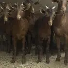 تيوس محايليه جنوبيه