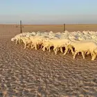 رخال جذعات حريات منوة الموؤسس حرش وهاوي الزين