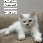 قط للبيع التواصل واتس علا الرقم الي فالصوره