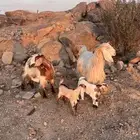 عنزين خلفات