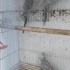 زوج طيور الحب مع فروخه