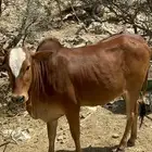 بقر