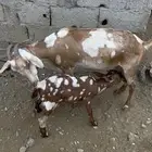 للبيع شاه معها طلي عمره حول شهر