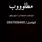 حشو قصصصب