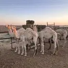 5 قعدان للبيع بريات