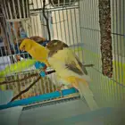 كناري لونق شير الاحساء المحدود