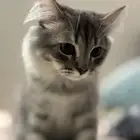 قط شرازي بيور