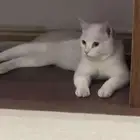 للتبني ذكر شيرازي