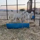 طليان حريه فل شحم تم البيع