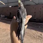 كروان ذكر بدايات كلام