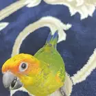صن كنيور حمامههه اليفف