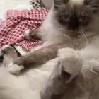قط هيمالايا شوكلت للتبني